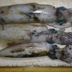 ヤエンでアオリイカ