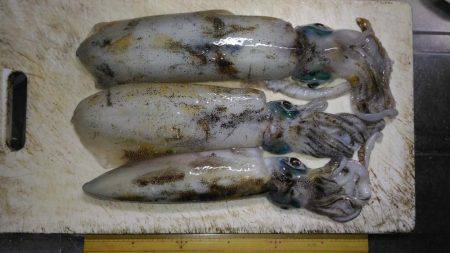 ヤエンでアオリイカ