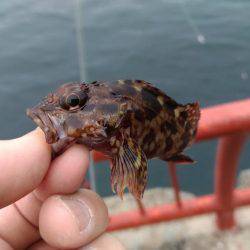 エビで鯛ならぬ、カレイで肉を釣る！