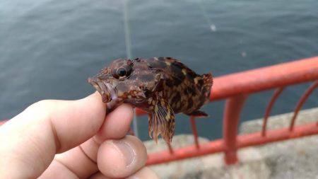 エビで鯛ならぬ、カレイで肉を釣る！