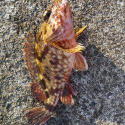 メバリングのはずが