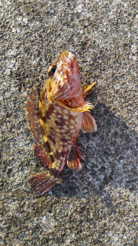 メバリングのはずが