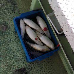 ショウサイフグ釣り