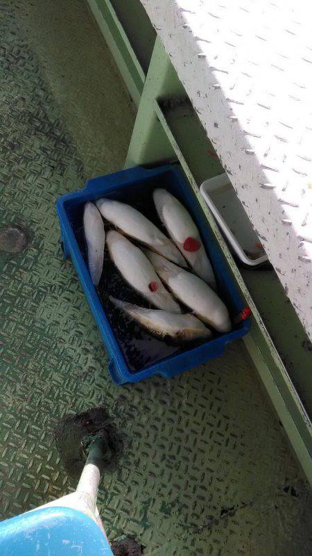 ショウサイフグ釣り