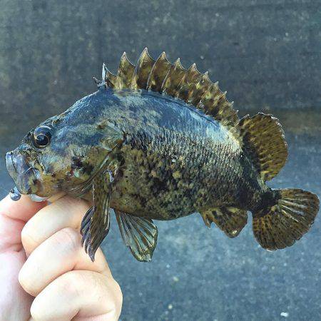 雪降りアナダート!