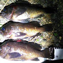 多奈川周辺でのメバル調査