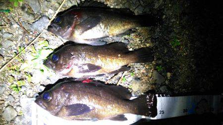 多奈川周辺でのメバル調査