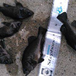 アミパターン攻略