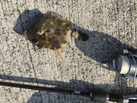 カワハギと遊ぶ