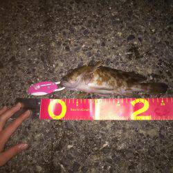 エビまきで根魚パラダイス！