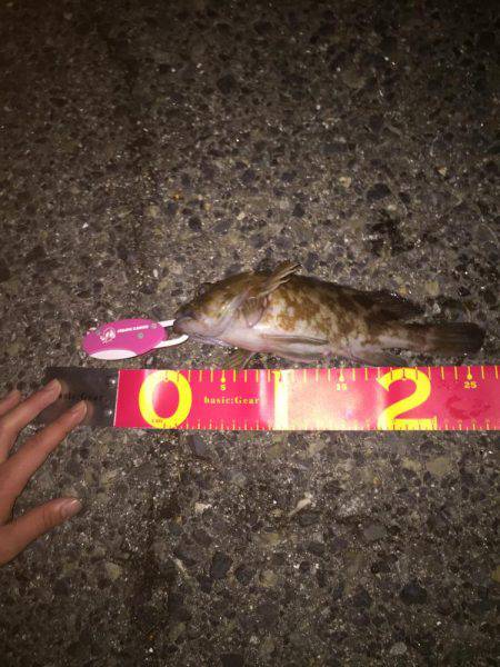 エビまきで根魚パラダイス！