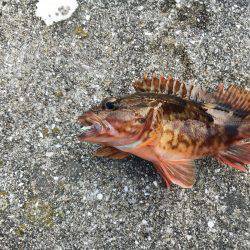 年明け淡路島釣行！