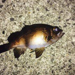 爆風メバリング