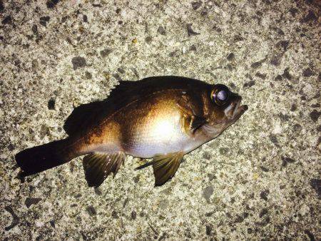 爆風メバリング