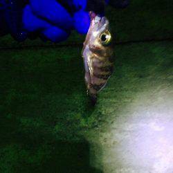 寒波＋爆風メバリング