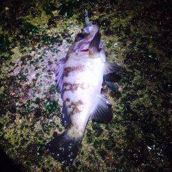 メバリングとアジング