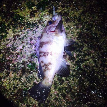 メバリングとアジング