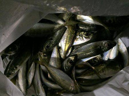 川棚 湾奥の浅場で