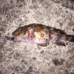 釣り初めはカサゴから…