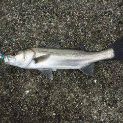 シーバス初釣り