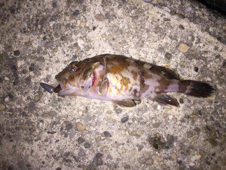 釣り初めはカサゴから…