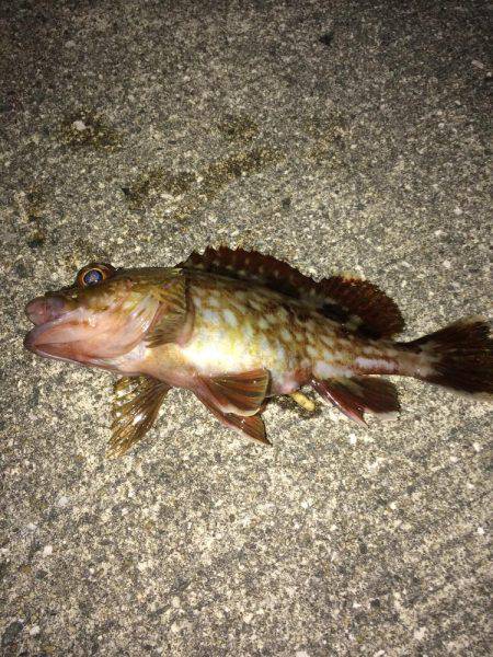 初釣りに行って来た。