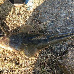 初マゴチゲーム