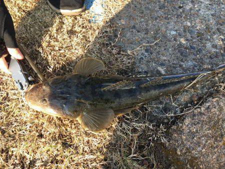 初マゴチゲーム