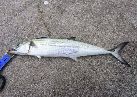 サゴシの群れ接岸