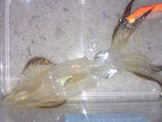 ライトエギング