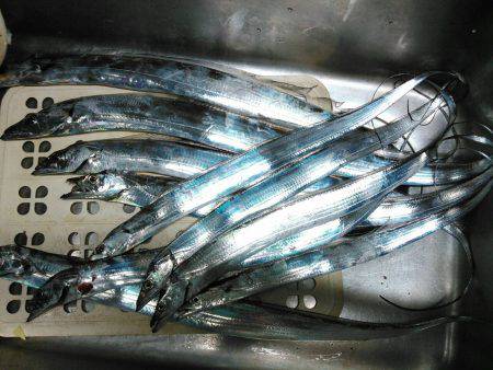 石津浜　ダイソージグで絶好調