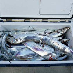 遊漁船　ニライカナイ 釣果