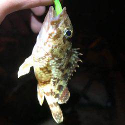 メバリング練習