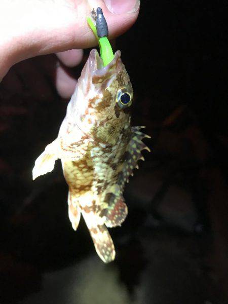 メバリング練習