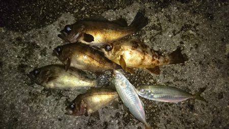 ＭＳキャスティングでメバル・アジ