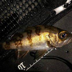 メバルはどこへ?