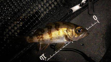 メバルはどこへ?