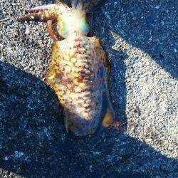 今年初釣り朝まずめ狙いで