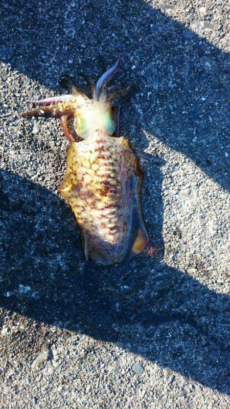 今年初釣り朝まずめ狙いで