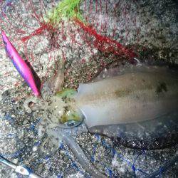 新年初釣り~釣果 エギング