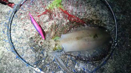 新年初釣り~釣果 エギング