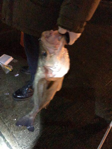 釣り部で舞洲へ