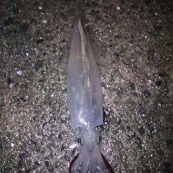 今年最初の釣り初め