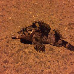 久しぶりの釣行