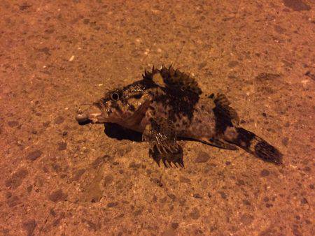 久しぶりの釣行