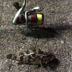 テトラデビューでキスゲット