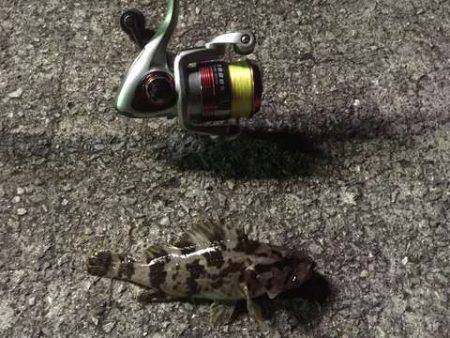 テトラデビューでキスゲット