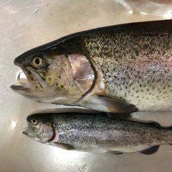 芥川マス釣り場でジャンボニジマス！