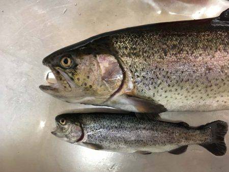 芥川マス釣り場でジャンボニジマス！