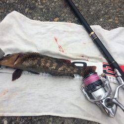 1月最後のエビ撒き